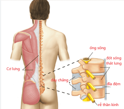 Thắt lưng