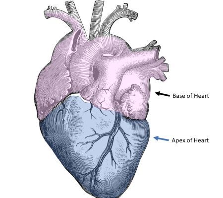 Đỉnh tim, Mỏm tim