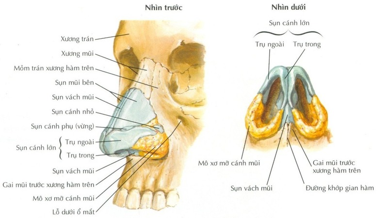 Giải phãu Xương Mũi